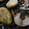Cortinarius glaucopus