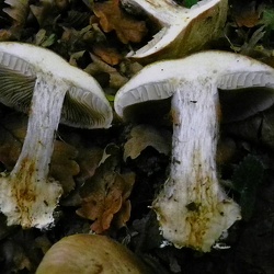 Genre Cortinarius