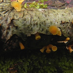 Genre Guepiniopsis