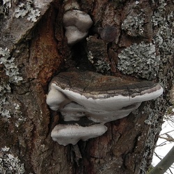Genre Phellinus