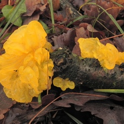 Genre Tremella