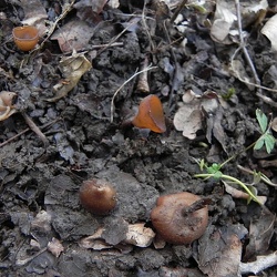 Genre Dumontinia