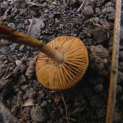 Genre Pholiotina