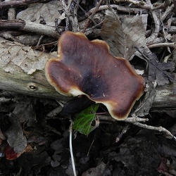 Genre Polyporus