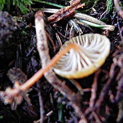 Genre Xeromphalina