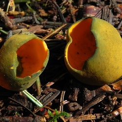 Genre Caloscypha