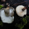 Polyporus ciliatus & brumalis