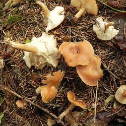 Genre Clitocybe