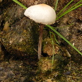 Panaeolus phalaenarum