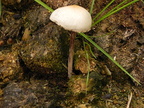 Panaeolus phalaenarum