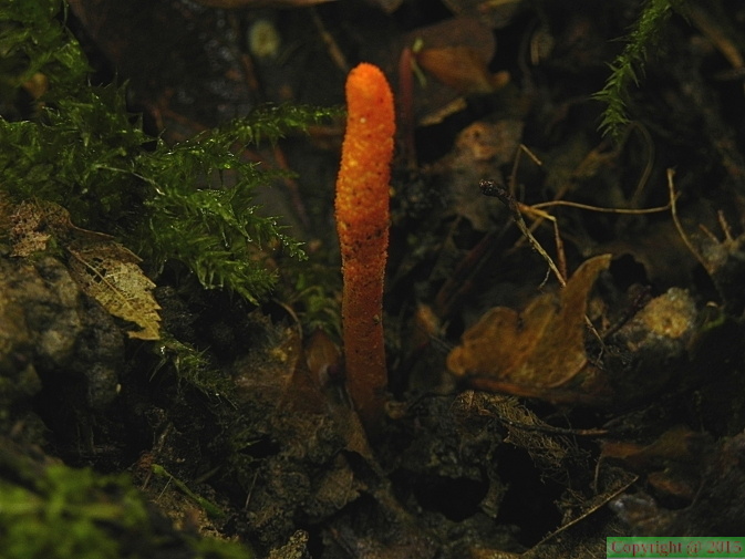 Cordyceps militaris