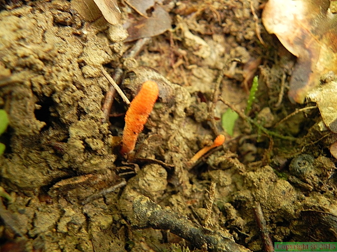 Cordyceps militaris