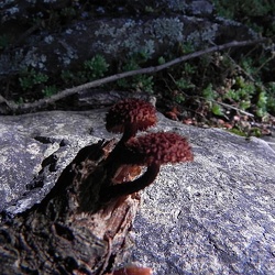 Genre Phaeomarasmius