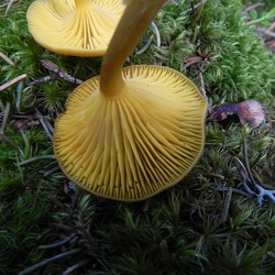 Genre Chrysomphalina