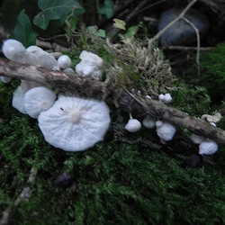Genre Marasmiellus