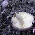 Lactarius circellatus