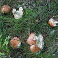Russula decolorans