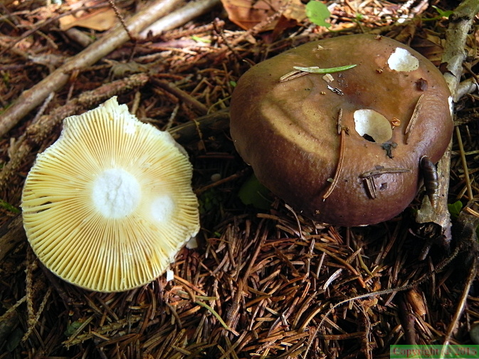 Russula adulterina