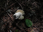 Russula adulterina