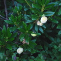 Exobasidium rhododendri