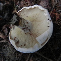 Leucopaxillus alboalutaceus