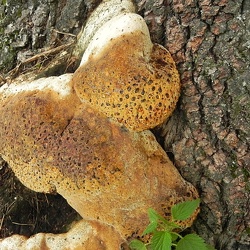 Genre Inonotus