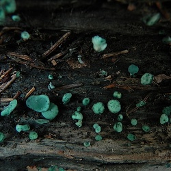 Genre Chlorociboria