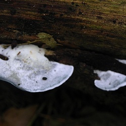 Genre Oligoporus