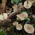 Marasmius cohaerens