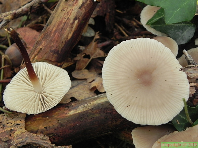 Marasmius cohaerens