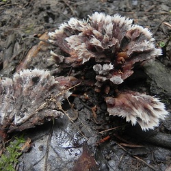 Genre Thelephora