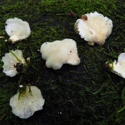 Genre Urosporellina