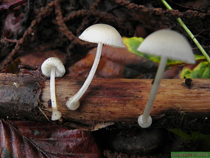 Pluteus inquilinus