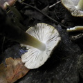 Inocybe maculata