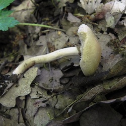 Genre Agrocybe
