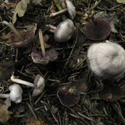 Genre Mycena