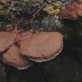 Hapalopilus nidulans