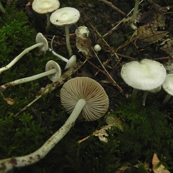 Genre Inocybe