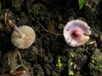 Inocybe geophylla var. lilacea