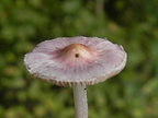 Inocybe geophylla var. lilacina