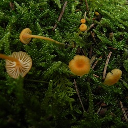 Genre Rickenella