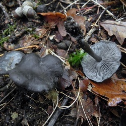 Genre Tephrocybe