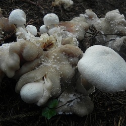Genre Volvariella