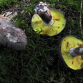 Lyophyllum favrei