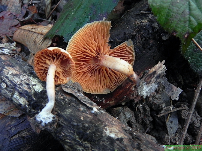 Tubaria furfuracea