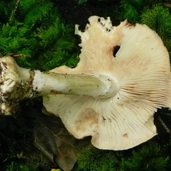 Genre Leucocortinarius