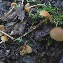 Genre Conocybe