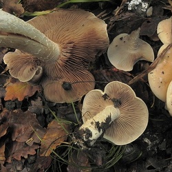 Genre Hebeloma