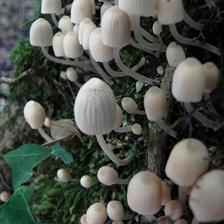 Genre Coprinellus