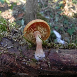 Genre Gymnopilus